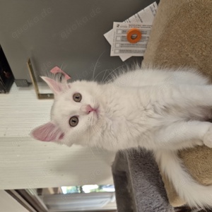 Maine Coon Mix Kitten, eine odd-eyed