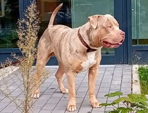 Tricolor merle lilac American Bully XL - XXL   Enkel von Prime Yards Mr. Markoff!!   (Deckrüde)