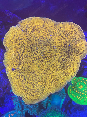 meerwasser montipora crazy t