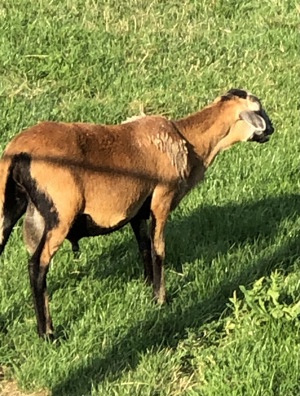 2 Barbados Blackbelly Böcke