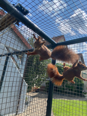 Europäisches Eichhörnchen