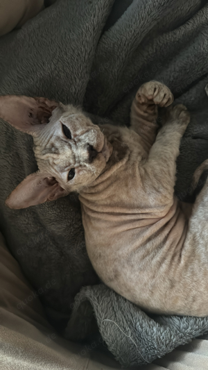 sphynx weibchen 