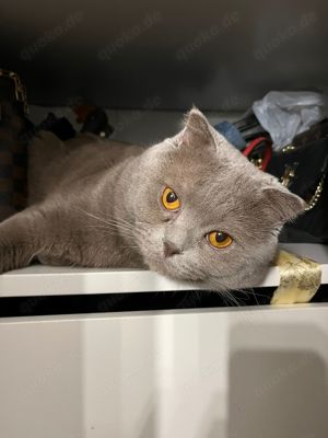 BKH British Shorthair Kater 18 Monate jung lilac