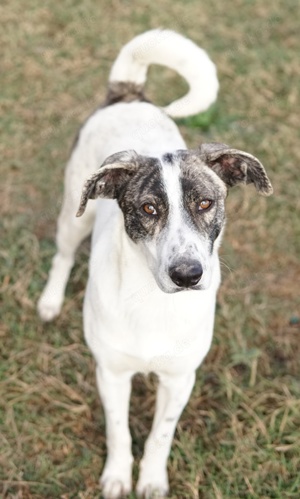 Mea, geb. ca. 11 2022, lebt in GRIECHENLAND, im städt. Tierheim Serres 