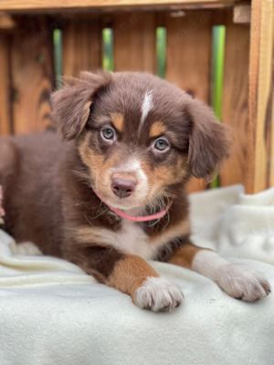 Mini Aussie Australian Shepherd Welpen