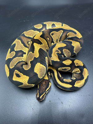 1.0 Yellow Belly het Clown 