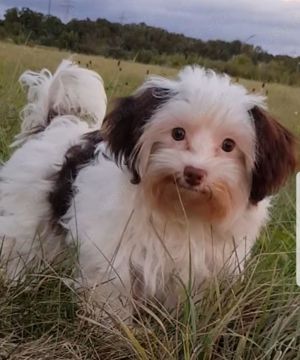 Yorkshire Terrier    Malteser Mix