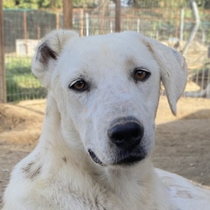  Santa, geb. ca. 06 2023, lebt in GRIECHENLAND, im städt. Tierheim Serres