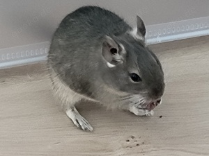 Degu weiblich, ca. Ca. 7 Wochen alt 