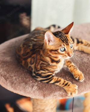 kitten bengal