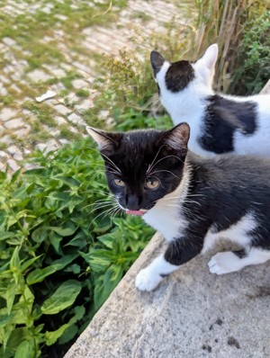 kitten gegen Schutzgebühr abzugeben