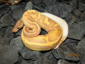 0.1 Banana Pastel Piebald Königspython NZ 23 