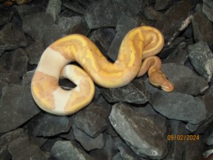 0.1 Banana Pastel Piebald Königspython NZ 23 