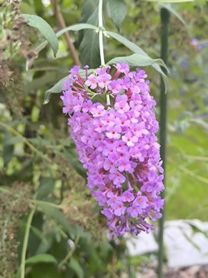 Schmetterling    Strauch 