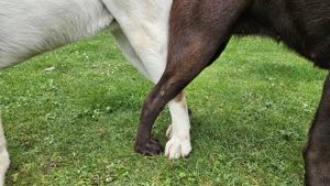 Wurfankündigung Labrador Welpen