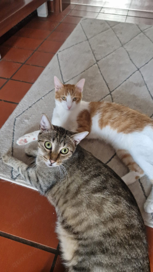 Liam und Jamie 2 tolle Kater