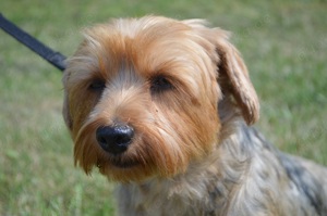 LEILA, Yorkshire Terrier (kastriert) SGB 590,00   