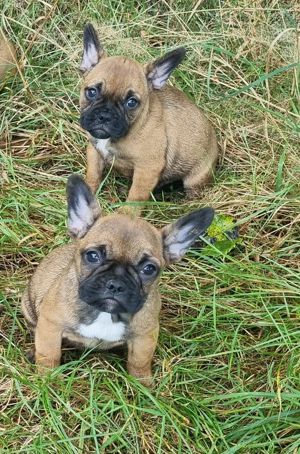 französische Bulldogge Welpen 