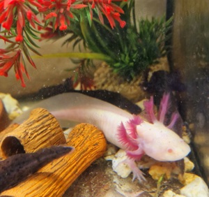 Axolotl Nachzucht von Feb.24