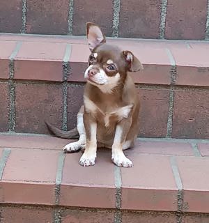  Süße Chihuahua Welpen suchen ein Zuhause