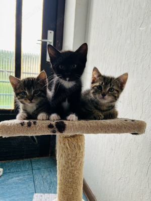 Liebevolle Katzenbabys suchen ein neues Zuhause