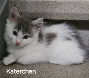 Maine Coon Kitten 