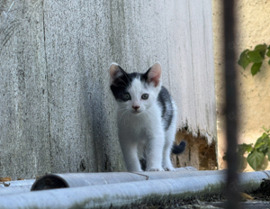 Katzenkinder   Kitten abzugeben