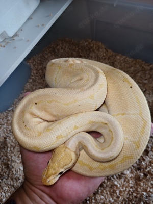 1.0 Banana Pinstripe Desert Ghost FM Königspython Adult