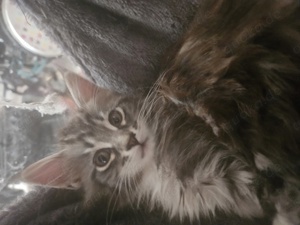 maine coon kitte