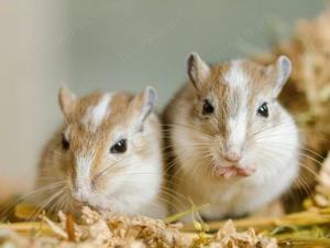 Wir suchen eine Wüstenrennmaus  Gerbil 