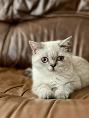 BKH das letzte Katerchen abgabebereit