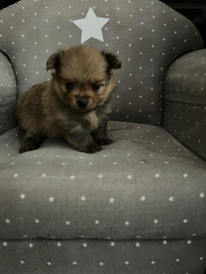 Pomeranian Chihuahua mix Pomchi