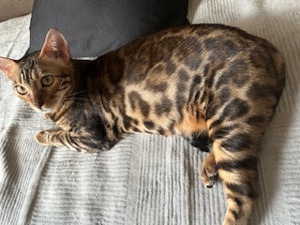 Nala Reinrassige Bengal Katze sucht ein schönes zu Hause VHB