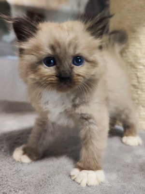 Wunderschöne Ragdoll Kitten 