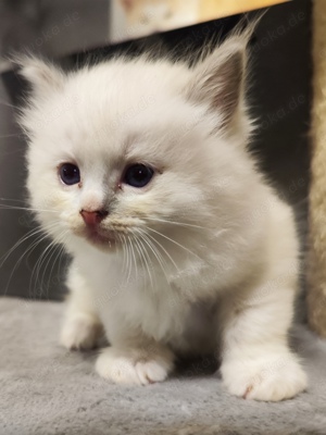 Wunderschöne Ragdoll Kitten 