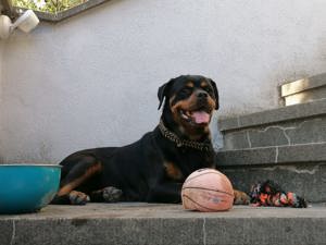 Balljunkie Merle sucht...