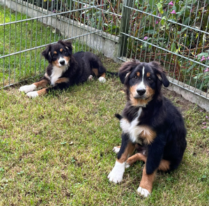 Australian Shepherd Welpen 4 Monate alt mit ASCA Papiere, Impfung, Chip - EU Pass