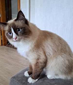 Ragdoll mit Stammbaum kater