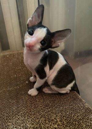 Cornish Rex Kitten mit Stammbaum ,Abgabebereit