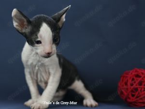 Cornish Rex Kitten mit Stammbaum ,Abgabebereit