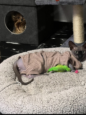 Canadian Sphynx Kastriert Katze 