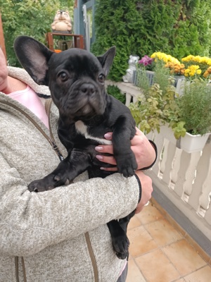 Französische Bulldogge Weibchen 