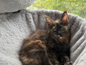 Maine Coon Kitten