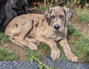 Deutsche Doggen Welpen mit Papieren 