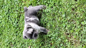 Französische Bulldogge Welpen