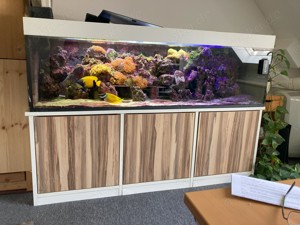 Meerwasser Aquarium komplett Hobbyaufgabe Fische Anemonen Steine Kaiserfisch