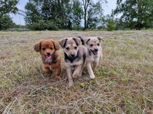 Süße Terrier Mix Welpen 