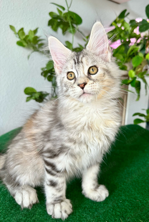 Maine-Coon-Mädchen silber mit Stammbaum