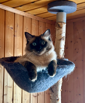 Wunderschöner Ragdoll Kater mit Stammbaum sucht neues Zuhause 