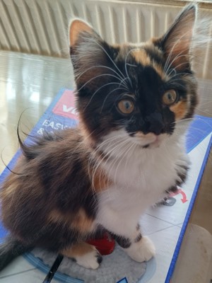 Angora Babykatze langhaar Tricolor